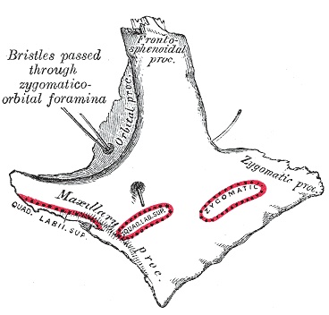 Engraving of the left zygomatic bone seen from the outside, showing its frontal, temporal and maxillary borders
